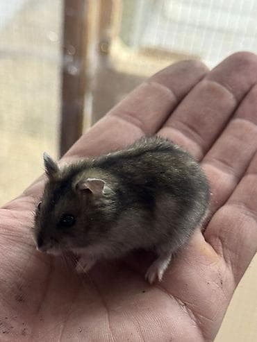 Птицы: Djungar (cırtdan) xomyak – ev heyvanı 2 ayliqdilar 2 side erkekdir — 3