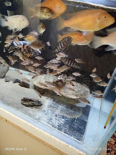 kangal balaları: Cixlid balığı, Yırtıcı, Ünvandan götürmə — 4