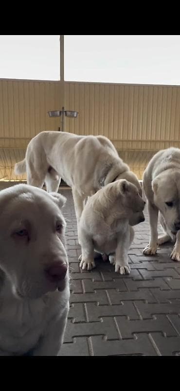 heyvan cantası: Alabay — 4