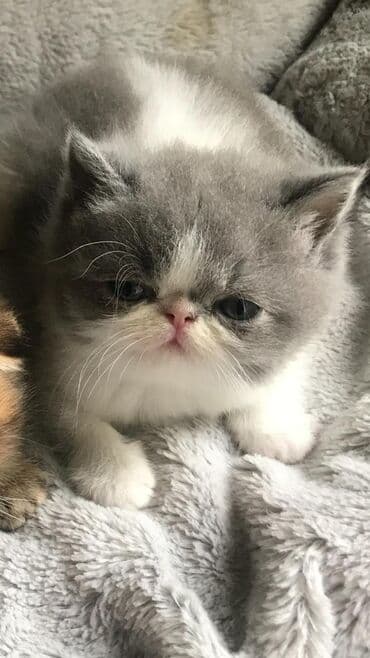 şotlan pişik: Şotland yastı qulaq, Erkək, Dişi, Yaxşı əllərə, Ünvandan götürmə, Pulsuz çatdırılma, Ödənişli çatdırılma — 101