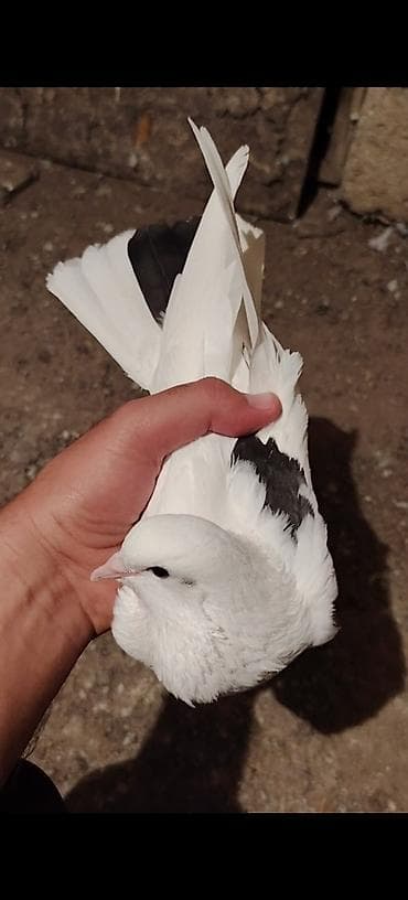 göyercin yuvası: 16 Tuk cilpaq ayaq maya tutuldu Duwen kimi yumurta qoydu Ana quwdu — 3