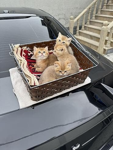 pişik pişik: Britan — 1