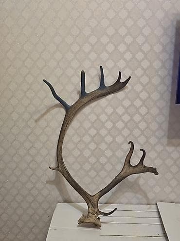 buynuzu: Məhsul: Tək buynuz (məməli ov heyvanının tökülmüş buynuzu) Təsvir: - — 1