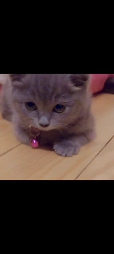 bala pişik adları: Boz rəngli balaca pişik balası - Cins: ev pişiyi (boz, təkrəng və — 4