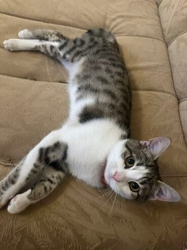 Dişi, Yaxşı əllərə, Ünvandan götürmə