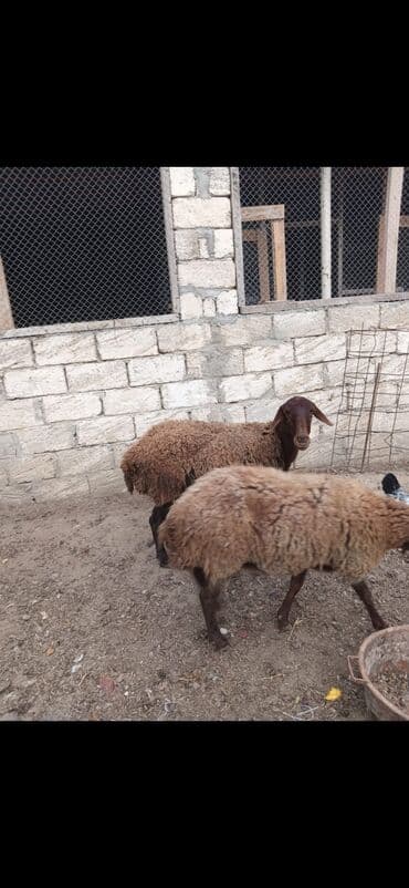 tap.az inekler: Məhsul: 2 ədəd yerli qoyun (qəhvəyi rəngli) Xüsusiyyətlər: - Cins — 5