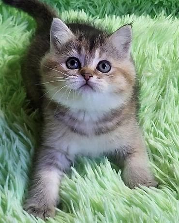 pişik pers: Золотая шиншилла — 6