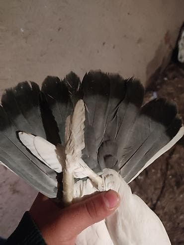 Другие животные: Ağ rəngli ev göyərçini - Rəng: əsasən ağ, quyruq lələklərində tünd — 1