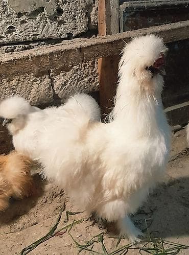 kend cuceleri: Damazlıq, Ünvandan götürmə — 3
