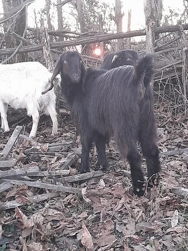 Бараны, овцы: Самец, лет: 1, 40 кг, Для мяса, Бесплатная доставка — 7