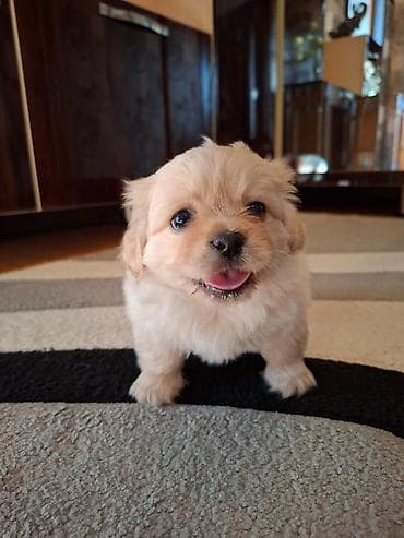 Pekines, 1 ay, Erkek lalafo.az -da Pekines, 1 ay, Erkek