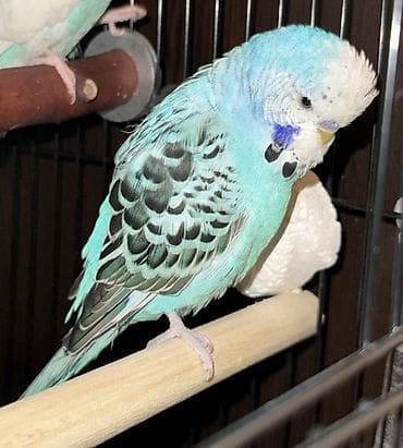 5 aylığ erkek tamm saglam qusdu, ciddi olmayan kesler narahat edmesin