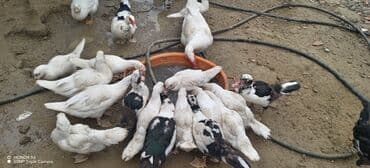 zumrud ordək: Məhsul: Muskovi (Hind) ördəkləri – müxtəlif rənglərdə sürü Təsvir: - — 6