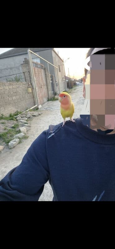 geref quşu: Nerazlucnik Rəngarəng lələkləri olan sevgi quşu. Bu parlaq rəngli quş — 1