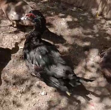 lal ordəklərin satışı: Erkək, | Lal ördək, Ətlik, Ünvandan götürmə — 3