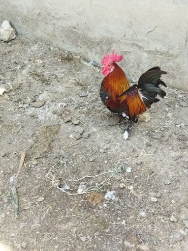 доска объявлений птицы: Bir cut yaponka ovuc boyda unvan ramani — 2