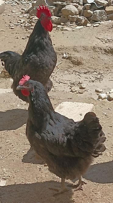 qara it: Toyuq, Australorp, Damazlıq, Ünvandan götürmə — 1