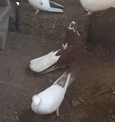 Quşlar: Salam. Görüyünüz heyvanlar satılır. Tam saglam heyvanlardi — 1