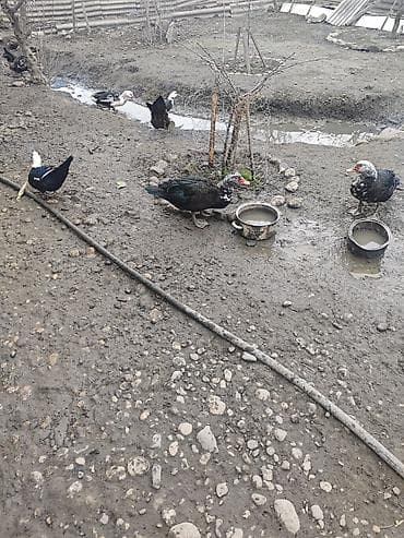 Keçilər, çəpişlər: Satılır: ev quşları (ördəklər və toyuqlar) - Növ: qarışıq ev quşları — 2