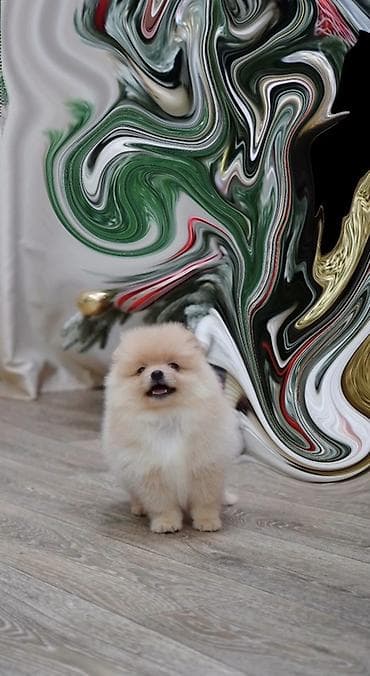 sperma faizini artiran derman: Şpitz, 2 ay, Peyvəndli, Ünvandan götürmə — 2