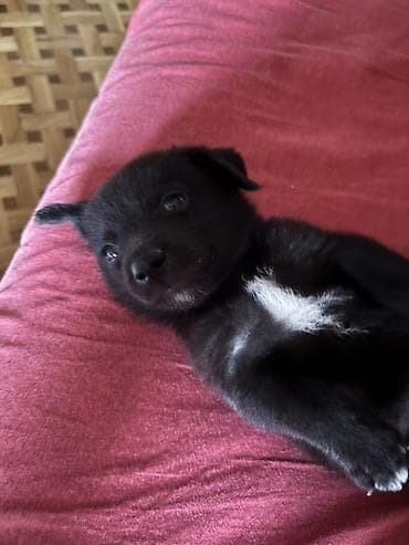 heyvan: Labrador-retriver, 1 ay, Erkek — 3