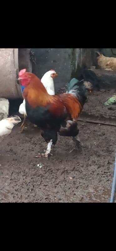 kənd çolpası: Bramadır Sağlamdır — 1