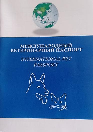 ev heyvanları it: Korgi, 2 il, Dişi, Peyvəndli — 4