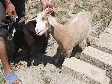 Cavan Keçilər balaları ilə Saanen və yerli sort qiymət razılaşma