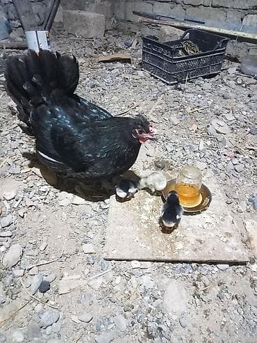hamster satisi: Toyuq, Australorp, Damazlıq, Ünvandan götürmə — 1