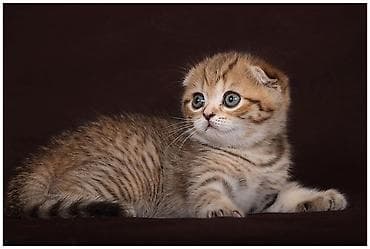 şotland pisik: Şotland — 3