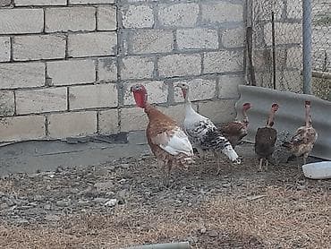 quslar satisi: Qırmızı 5 aylıq cins xoruz hinduşqadı çəkisi 5 kilodan ağırdı fərə — 8