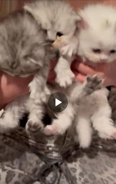 pişik sudu: Şinşilla, Erkək — 2