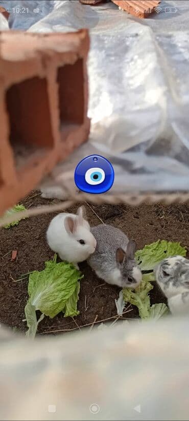 azerbaycan dili guven nesriyyati pdf yukle: Göstərilən sənəd: biologiya üzrə test sualları və mətn tapşırıqları — 4