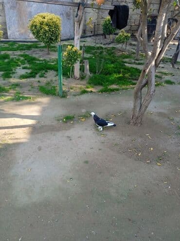 goyərcin yumurta: Baladır — 1