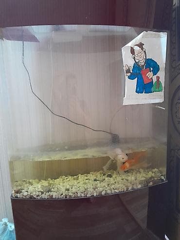 akvarium satilir: Akvariyum balıqlarla bir yerde 20 manat — 1
