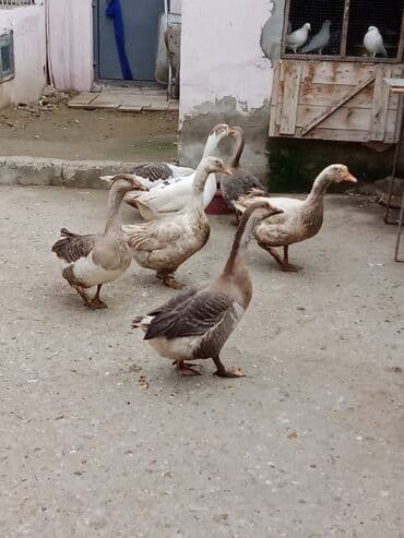 hinduska yumurtasi nece gune cixir: 1illik qazlar.yumurtayirlar. 2si dişi 5ierkek. hamsi birlikdə satılır — 2