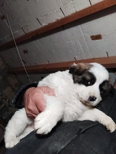 С/х животные и товары: Гурдбасар, 1 месяц, Самец, Платная доставка — 4