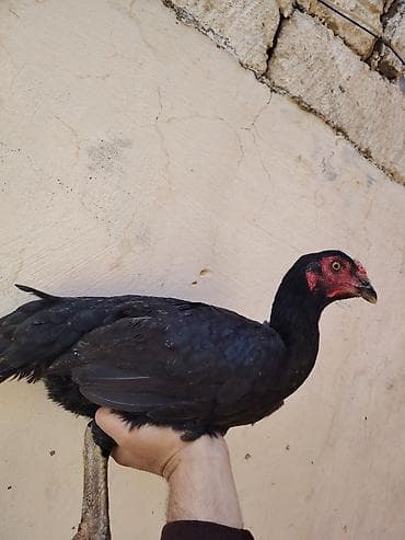 sudluk inek satilir: Toyuq, Damazlıq — 2