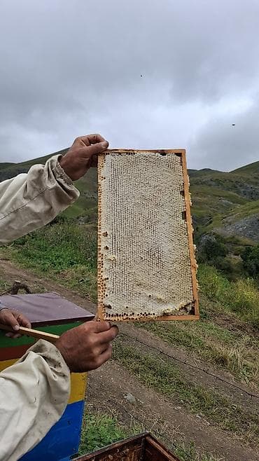 şiş burun xurma: Kəlbəcər Şan Balı Təbii şan balının saf dadını və dağ florasının — 5