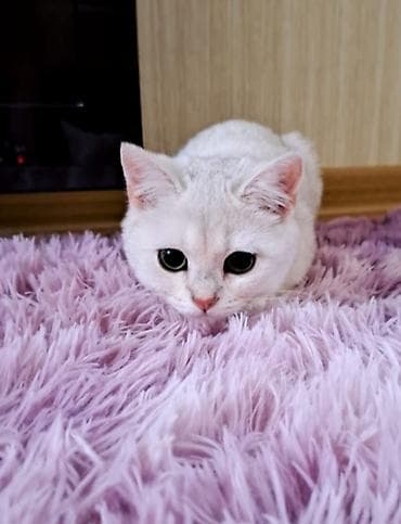 Britan, Erkək, Yaxşı əllərə, Ünvandan götürmə