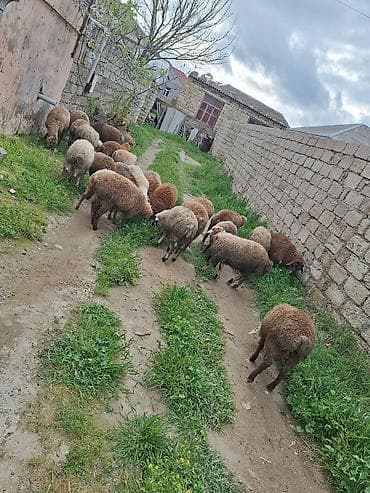 Qoyun sürüsü – 20+ baş - Cins: yerli qarışıq (ağ, qəhvəyi və tünd