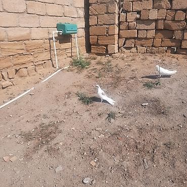 Xam tutulmadi qiymet sondu