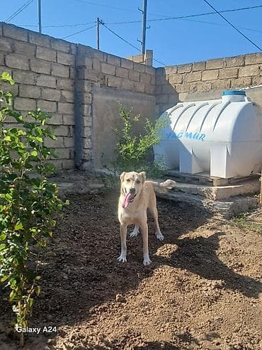 coban itleri: Peyvəndli — 9