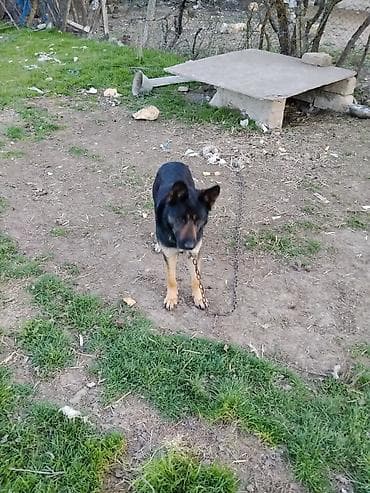 ucuz keci: Alman çoban iti, 7 ay, Dişi — 4
