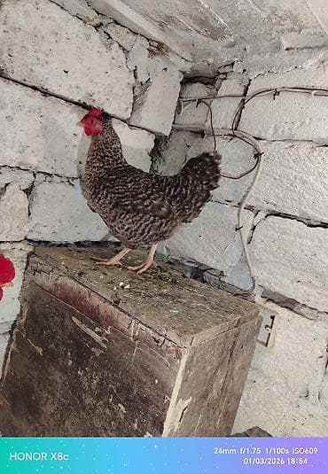 serebrist toyuq: Toyuq, Damazlıq — 6