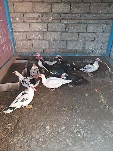 kuban ordeyi: 9 ədədi -230 azn.Lal ördəkləri (indo-duck) – müxtəlif rənglərdə sürü — 4