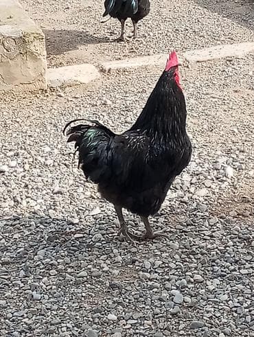 ayliq 10 azn internet: Astrolop xoruzları təmiz qan uzun quyruq. 3 ədəd.bir ədədi 80 AZN — 2