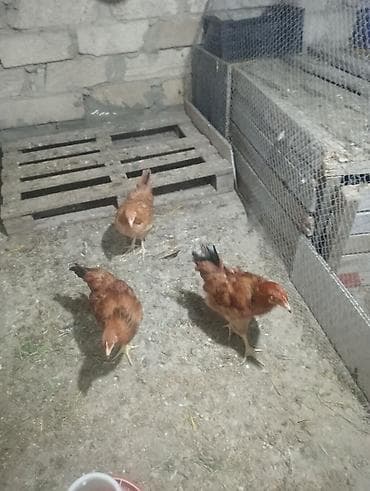 taxta yuva: Saxlanılan yerli toyuq sürüsü - Növlər: müxtəlif rəngli yerli — 1