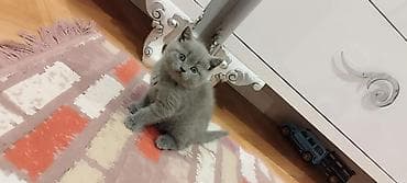 balaca pişikler: 150 ile 800 arasi cins saf qan saqlam pisiklerimiz var sekilde olmayan — 6