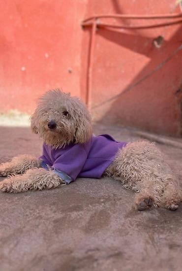 boğazdı: Pudel, 10 ay, Erkek — 1